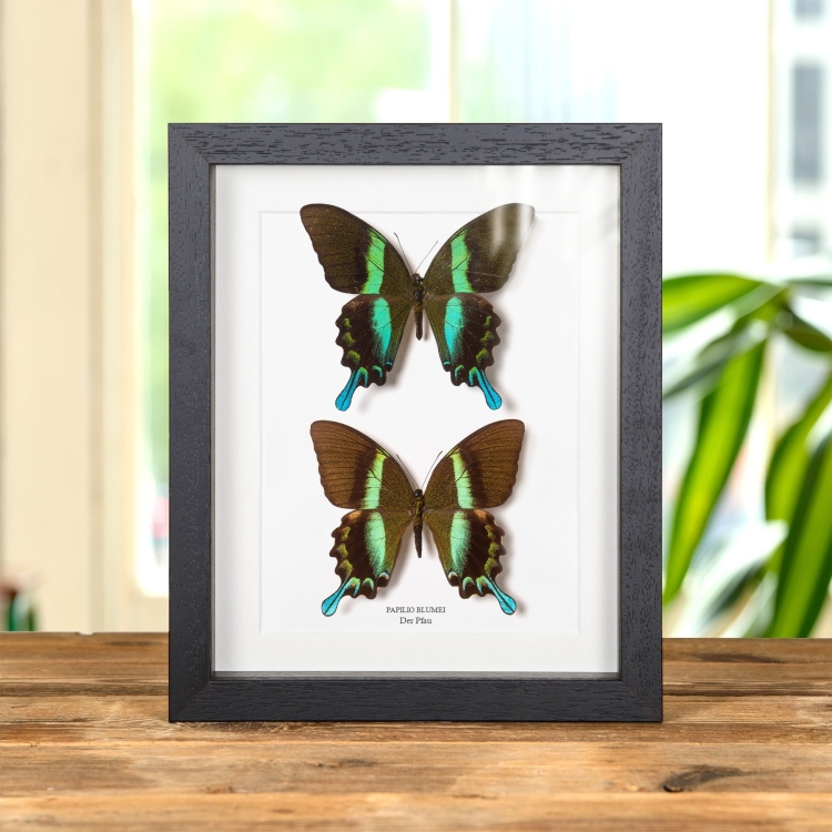Der Pfauenfalter Männchen & Weibchen Paar Im Rahmen (Papilio blumei)