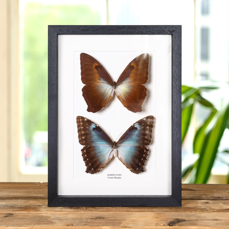 Cisseis Morpho Schmetterling Männlich &amp; Weiblich Paar im Rahmen (Morpho cisseis)