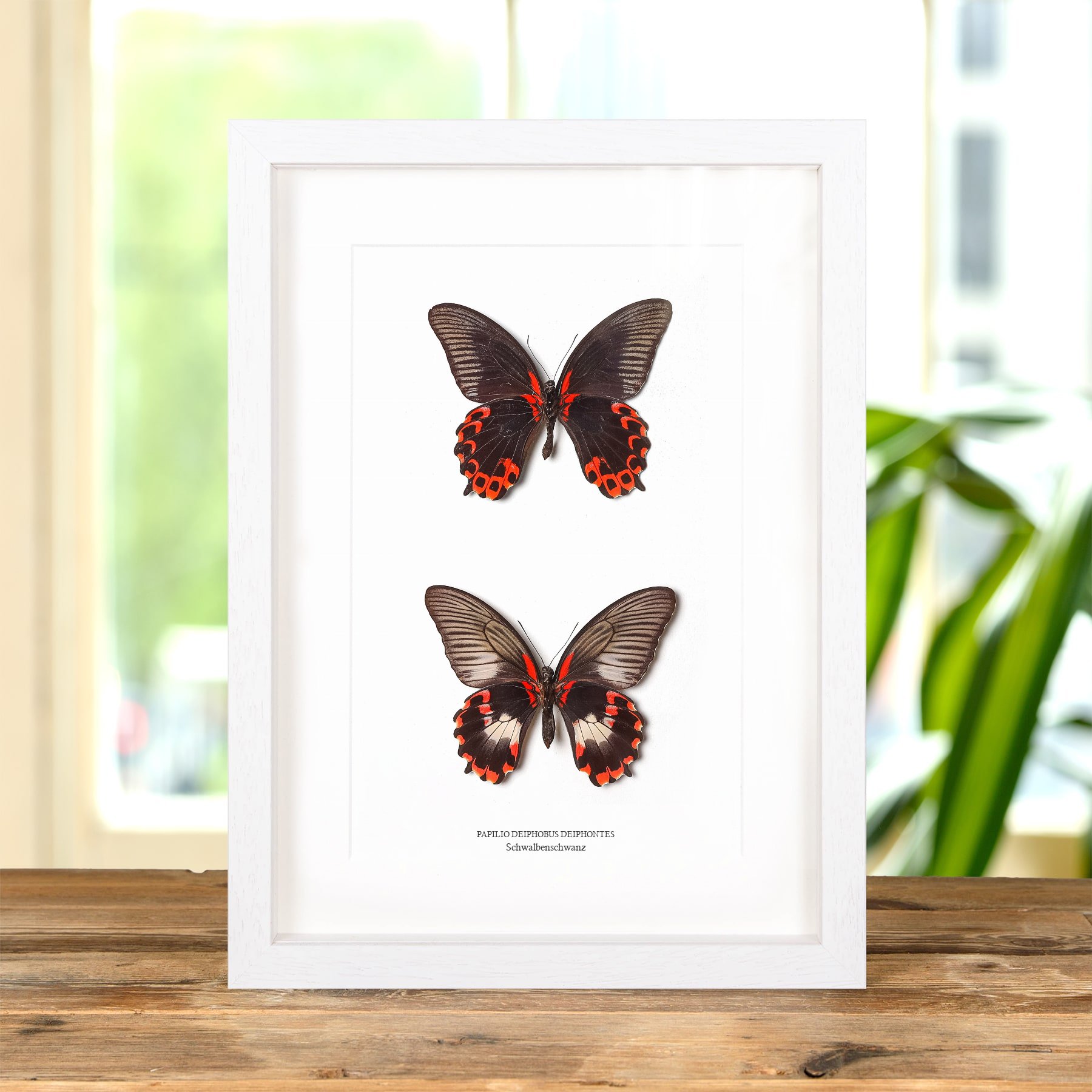 Minibeast Schwalbenschwanz Schmetterling Männlich & Weiblich Paar Im Rahmen (Papilio deiphobus deiphontes)