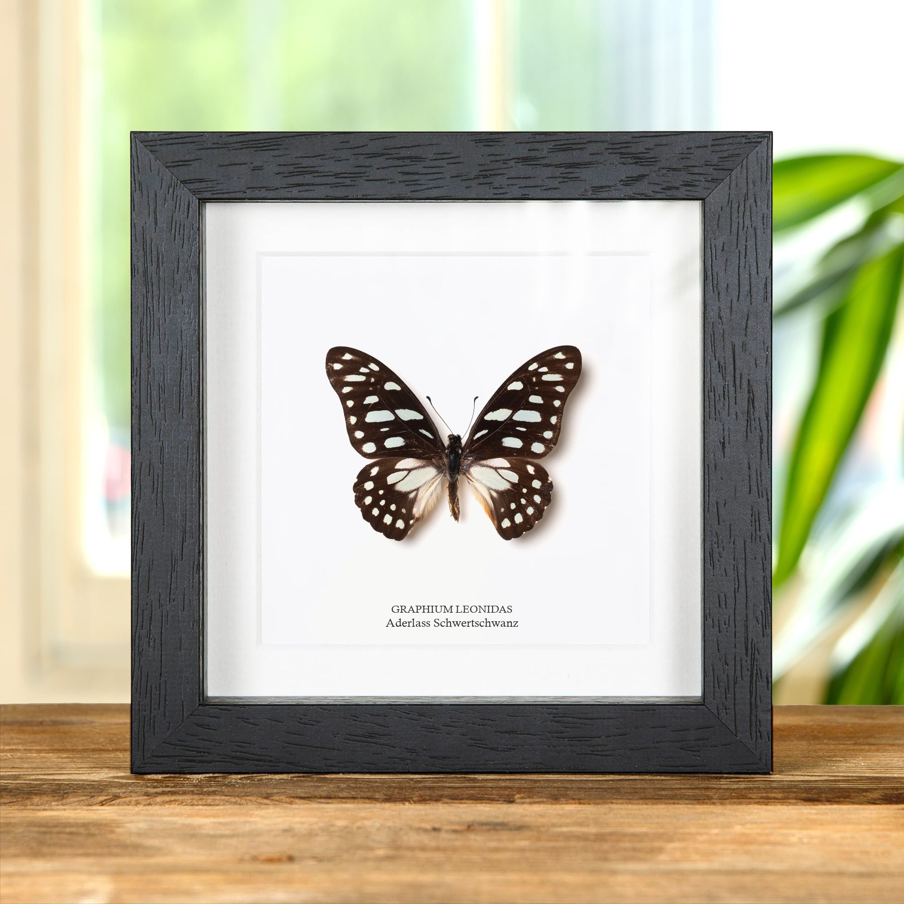 Minibeast Aderiger Schwertschwanz-Schmetterling Im Rahmen (Graphium leonidas)
