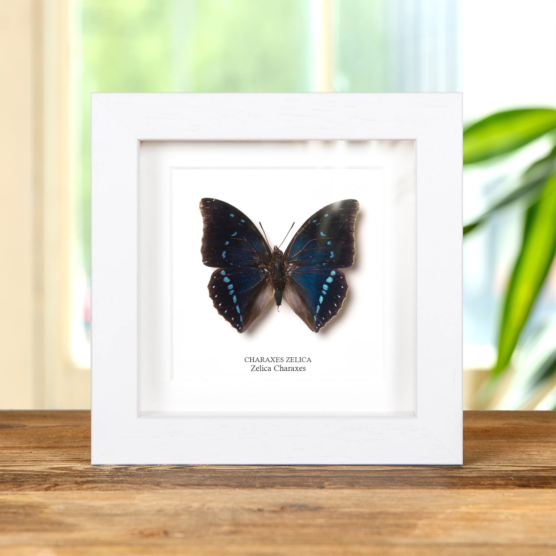 Minibeast Zelica Charaxes Schmetterling Im Rahmen (Charaxes zelica)
