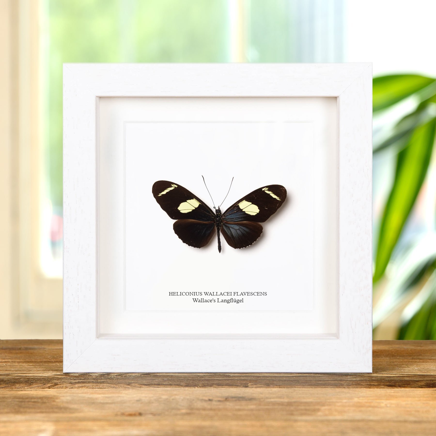 Minibeast Wallace'S Longwing-Schmetterling Im Rahmen (Heliconius wallacei flavescens)
