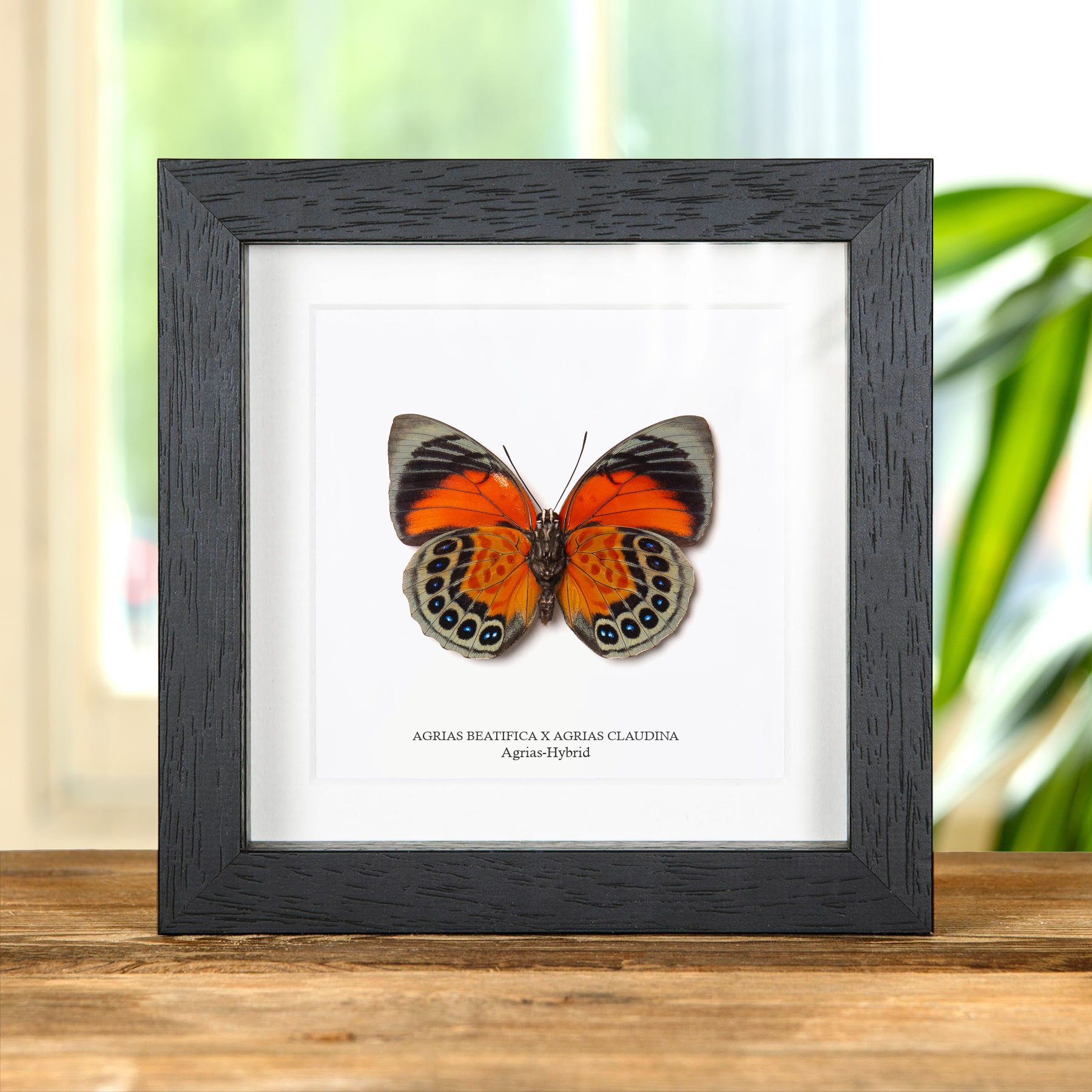 Minibeast Weiblicher Agrias Hybrid Schmetterling Ventralseite im Rahmen (Agrias beatifica x Agrias claudina)
