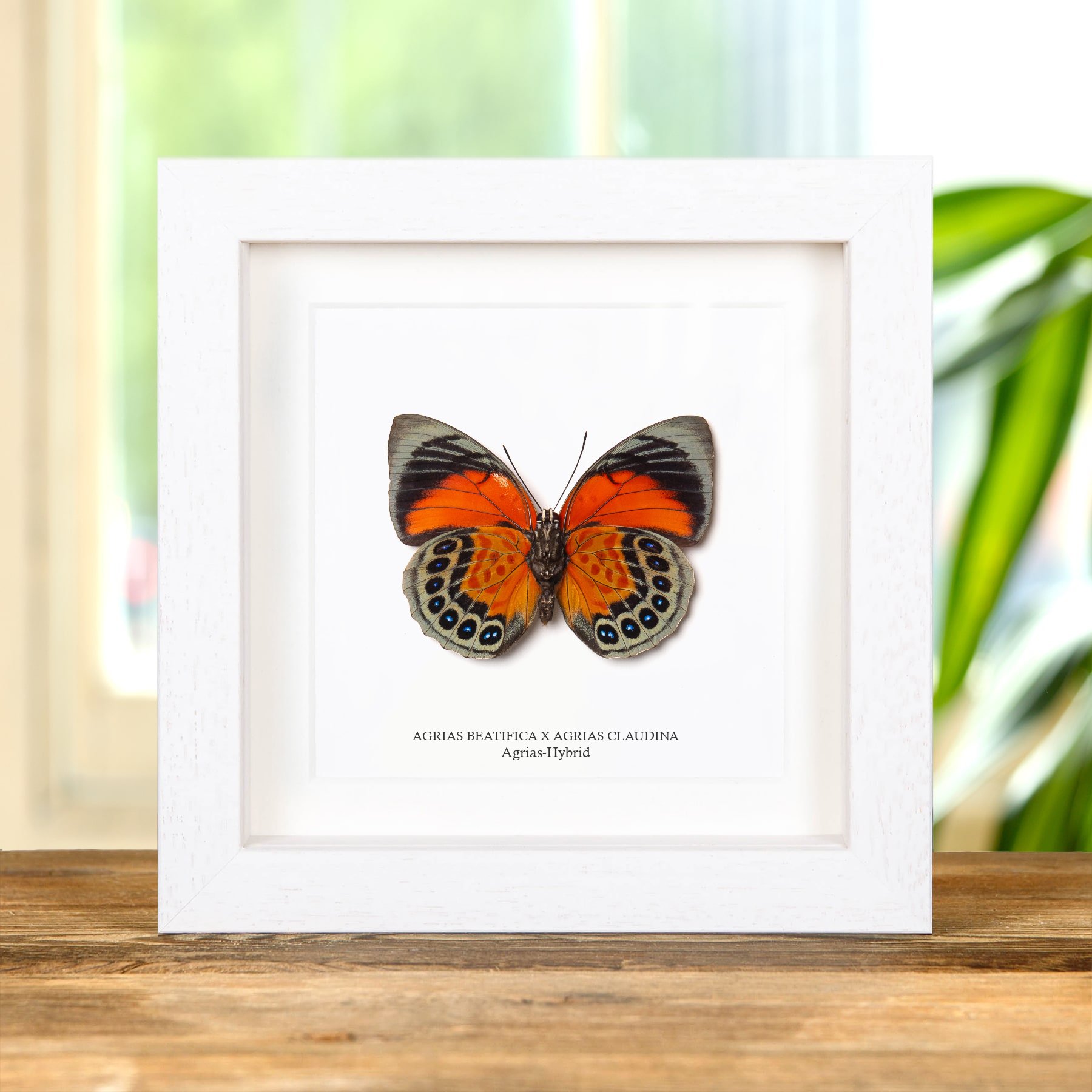 Minibeast Weiblicher Agrias Hybrid Schmetterling Ventralseite im Rahmen (Agrias beatifica x Agrias claudina)