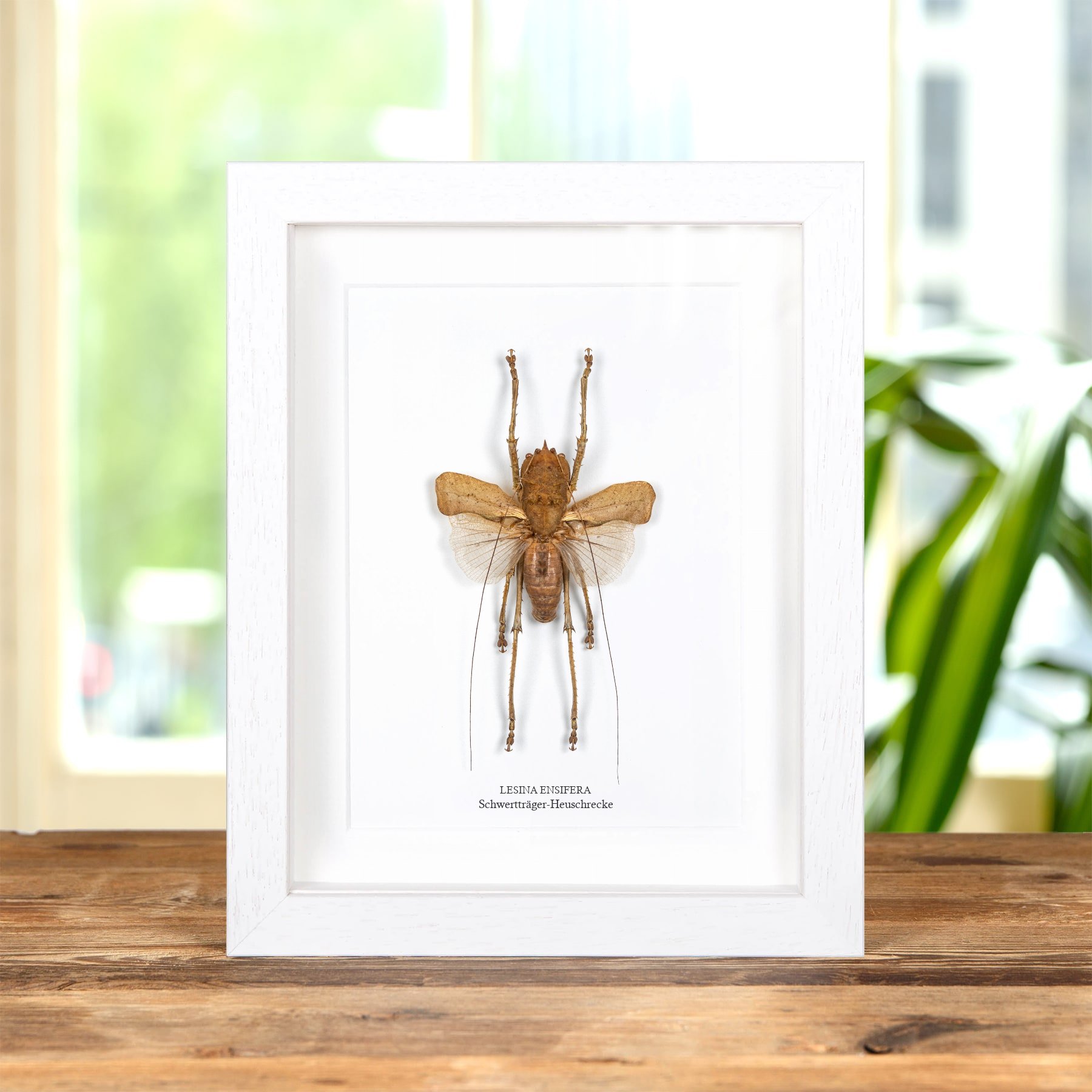 Minibeast Schwertträger-Heuschrecke Im Rahmen (Lesina ensifera)