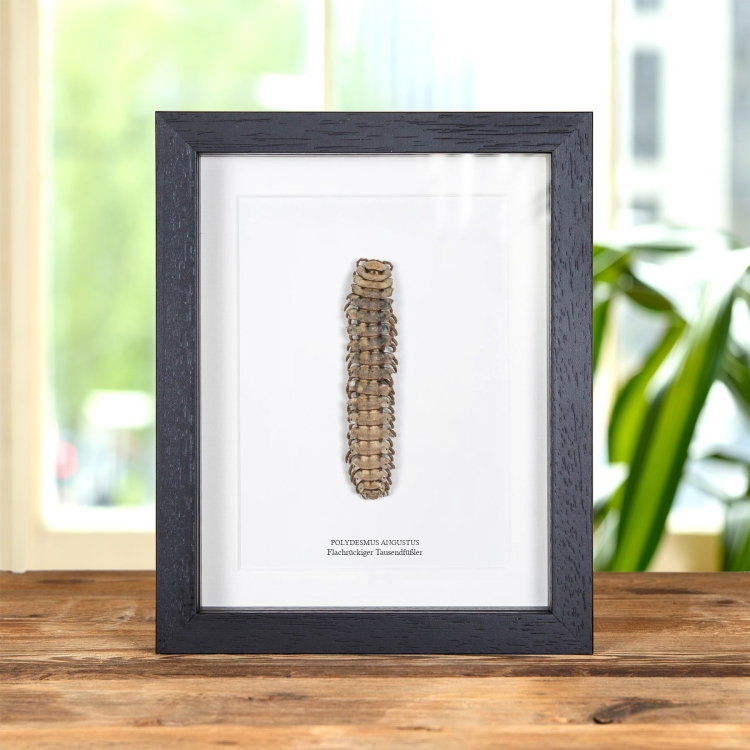 XL Flachrückige Tausendfüßler Im Rahmen (Polydesmus angustus)