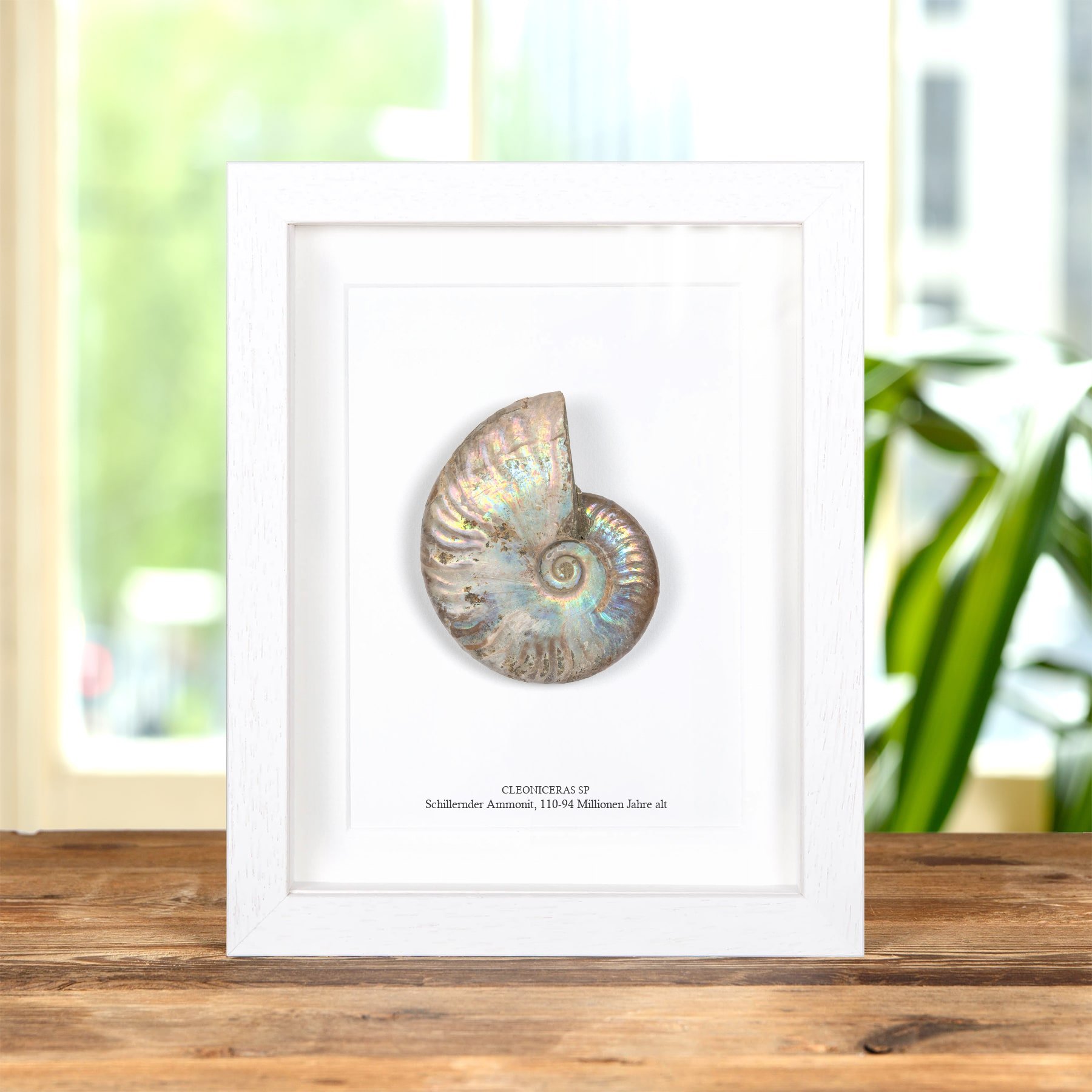 Minibeast Großes Schillerndes Ammonit-Fossil im Rahmen (Cleoniceras sp)