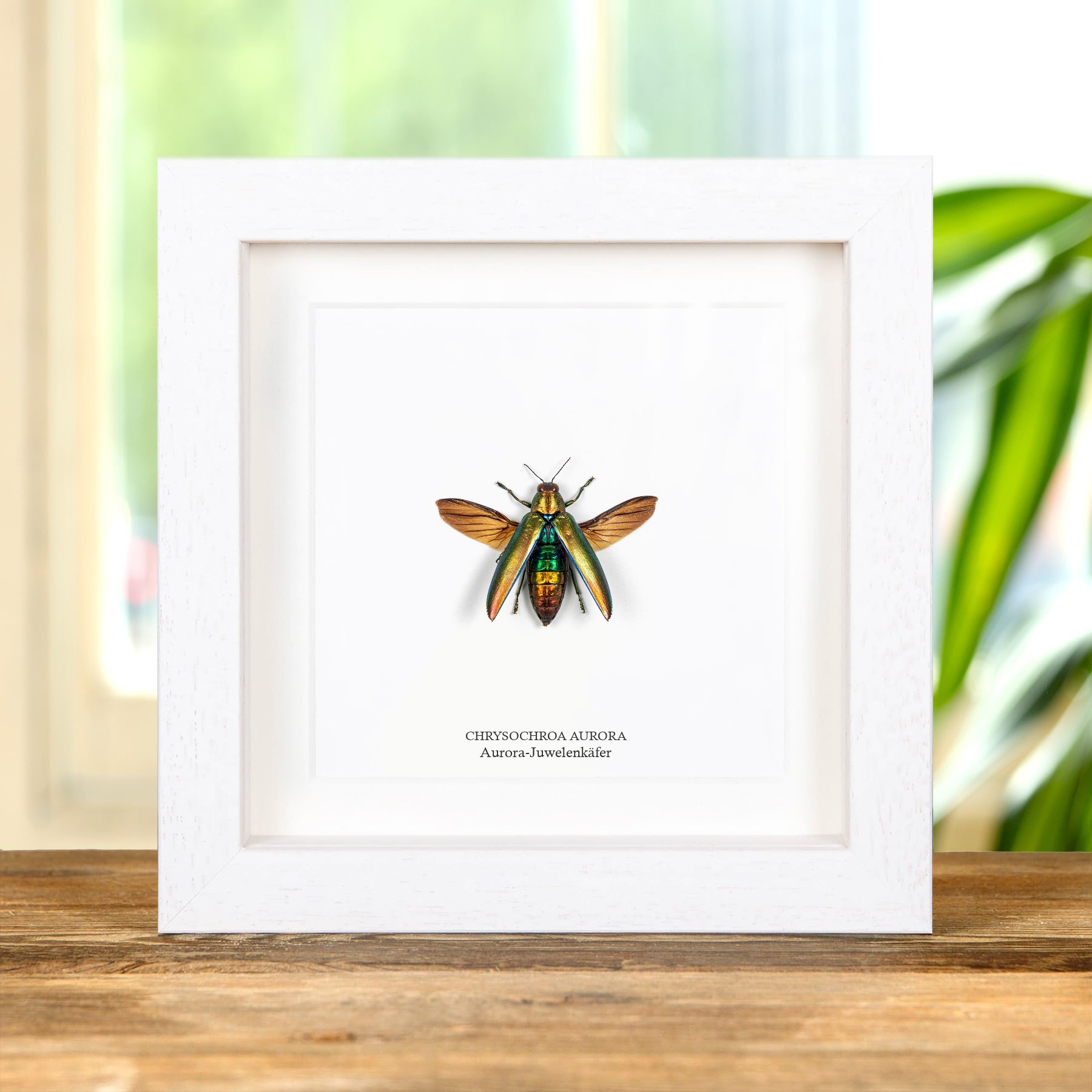 Minibeast Aurora-Juwelenkäfer Im Rahmen (Chrysochroa aurora)