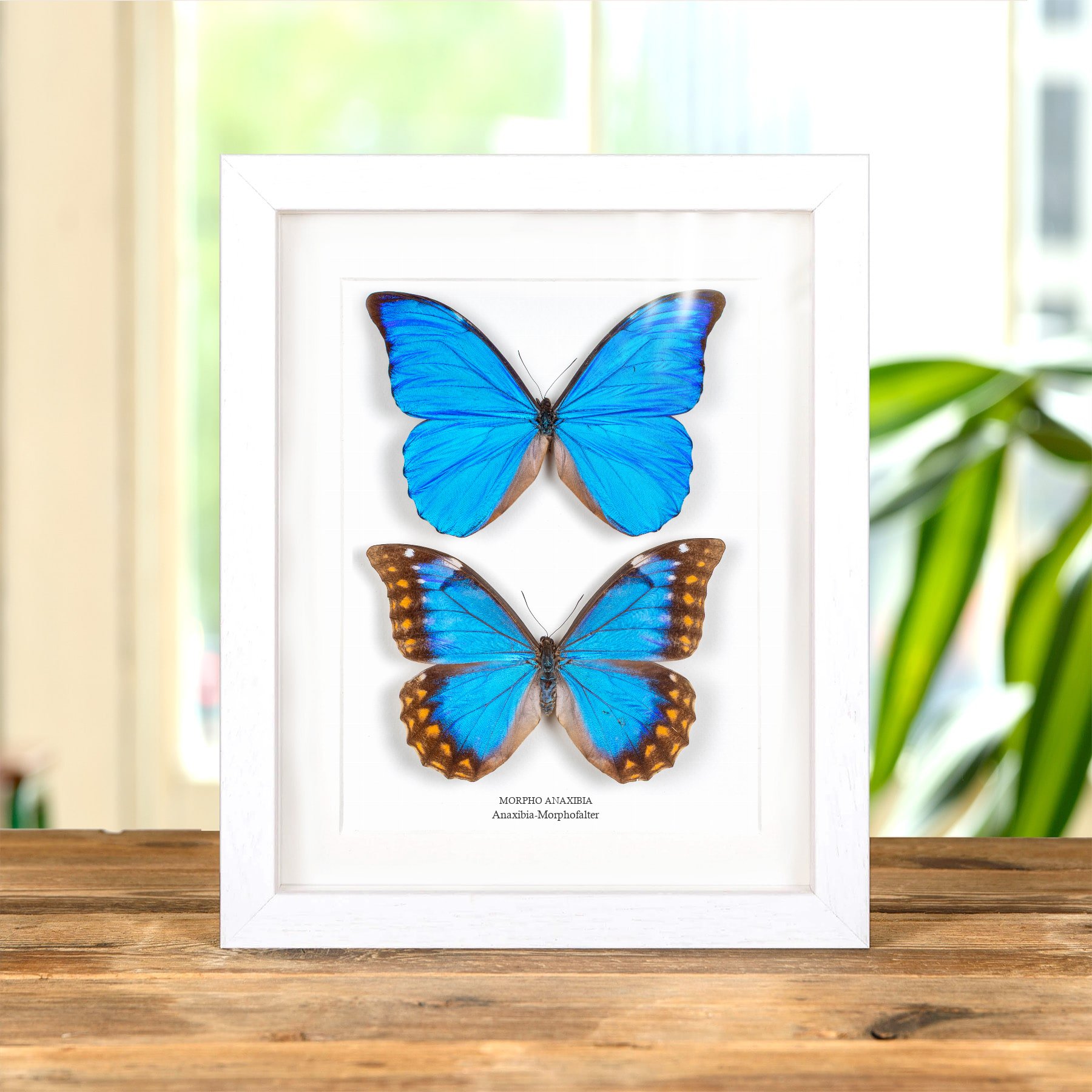Minibeast Anaxibia-Morphofalter, Männchen & Weibchen, Paar im Vitrinenrahmen (Morpho anaxibia)
