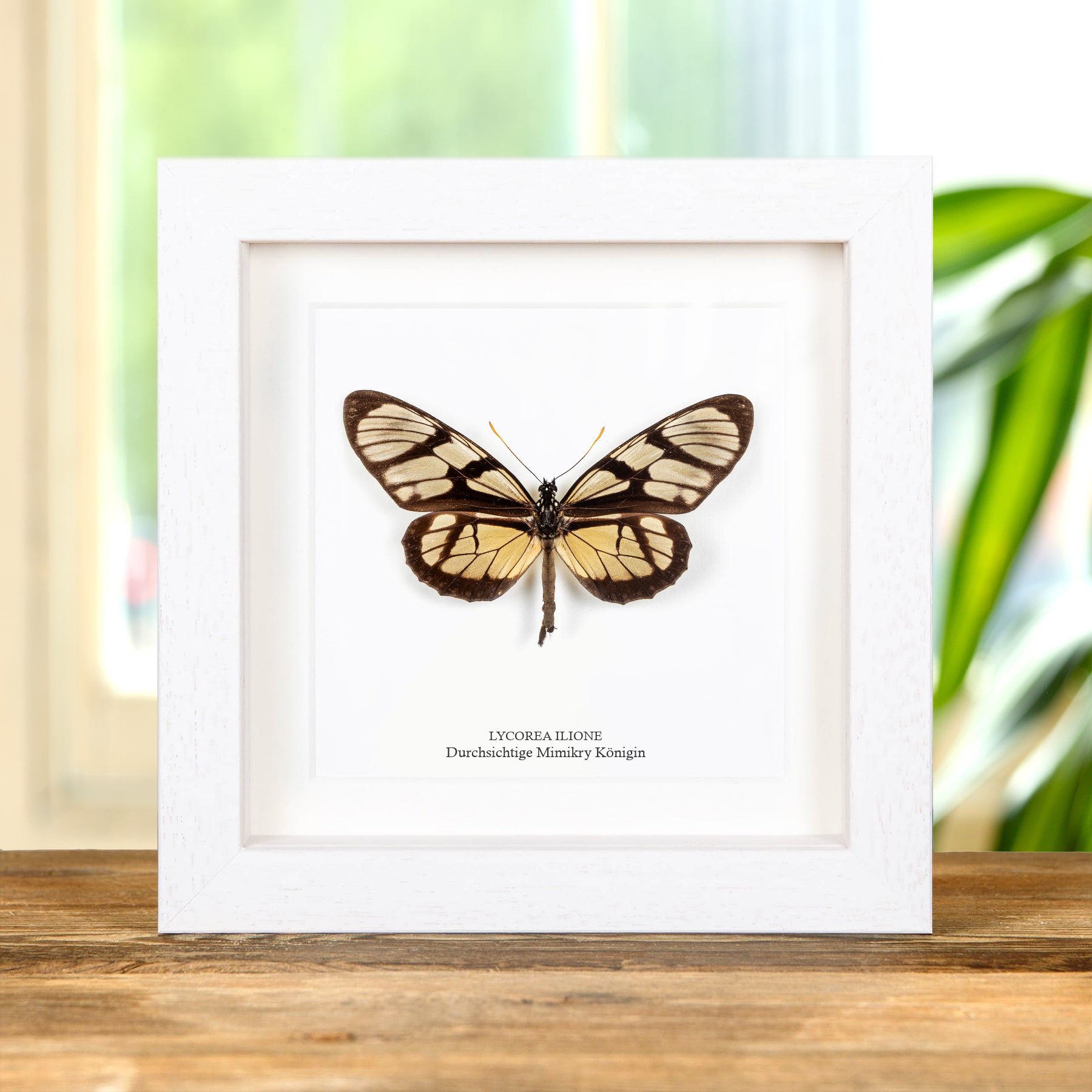 Minibeast Glasflügel-Mimikrie Königin Schmetterling Im Rahmen (Lycorea ilione)