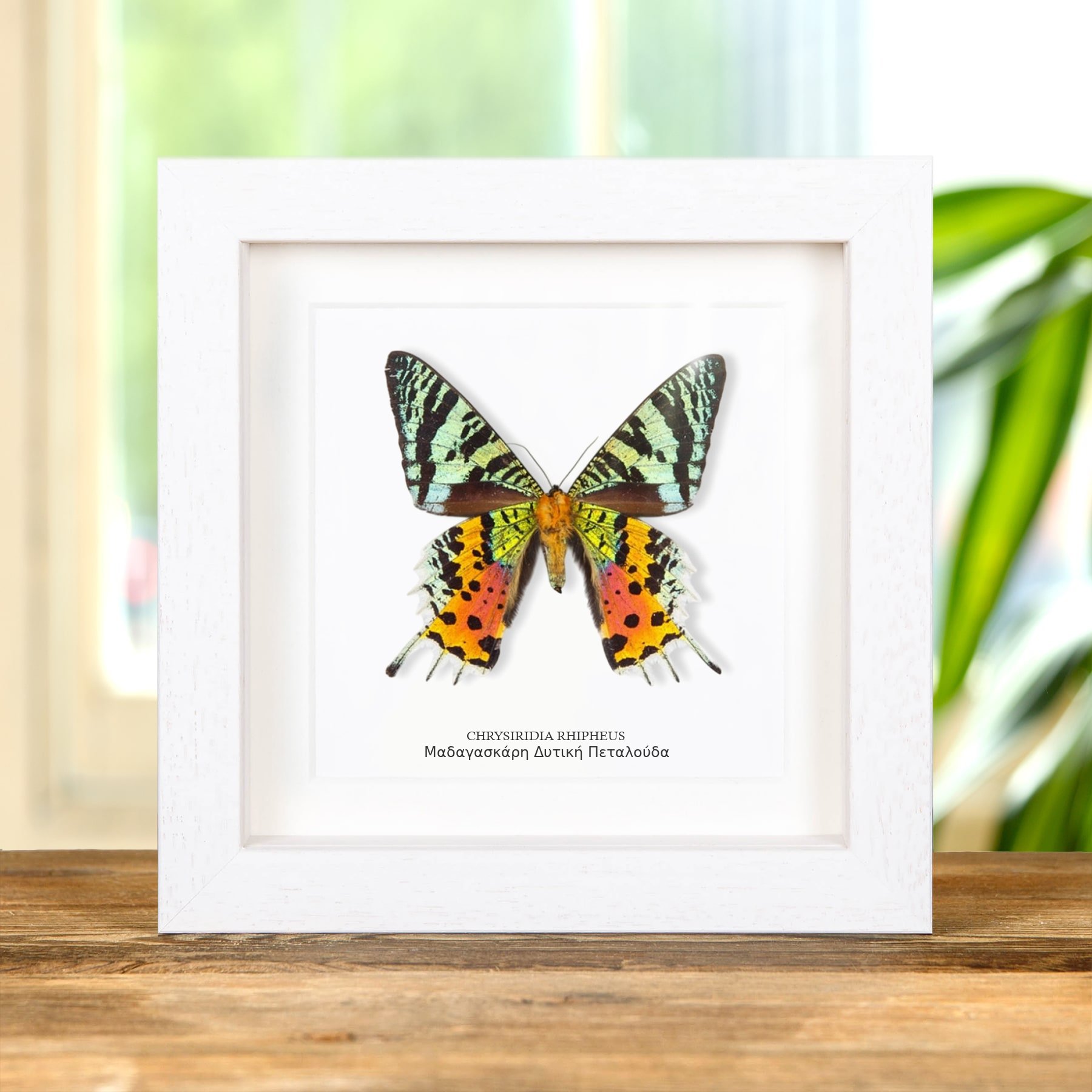 Minibeast Μαδαγασκαρινό νυχτοπεταλούδα του Ηλιοβασιλέματος από την Κοιλιακή Πλευρά σε κορνίζα (Chrysiridia rhipheus)