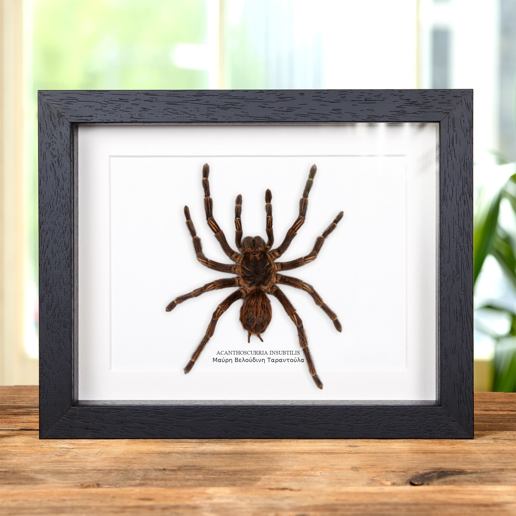 Minibeast Μαύρη Βελούδινη ταραντούλα σε Κορνίζα (Acanthoscurria insubtilis)