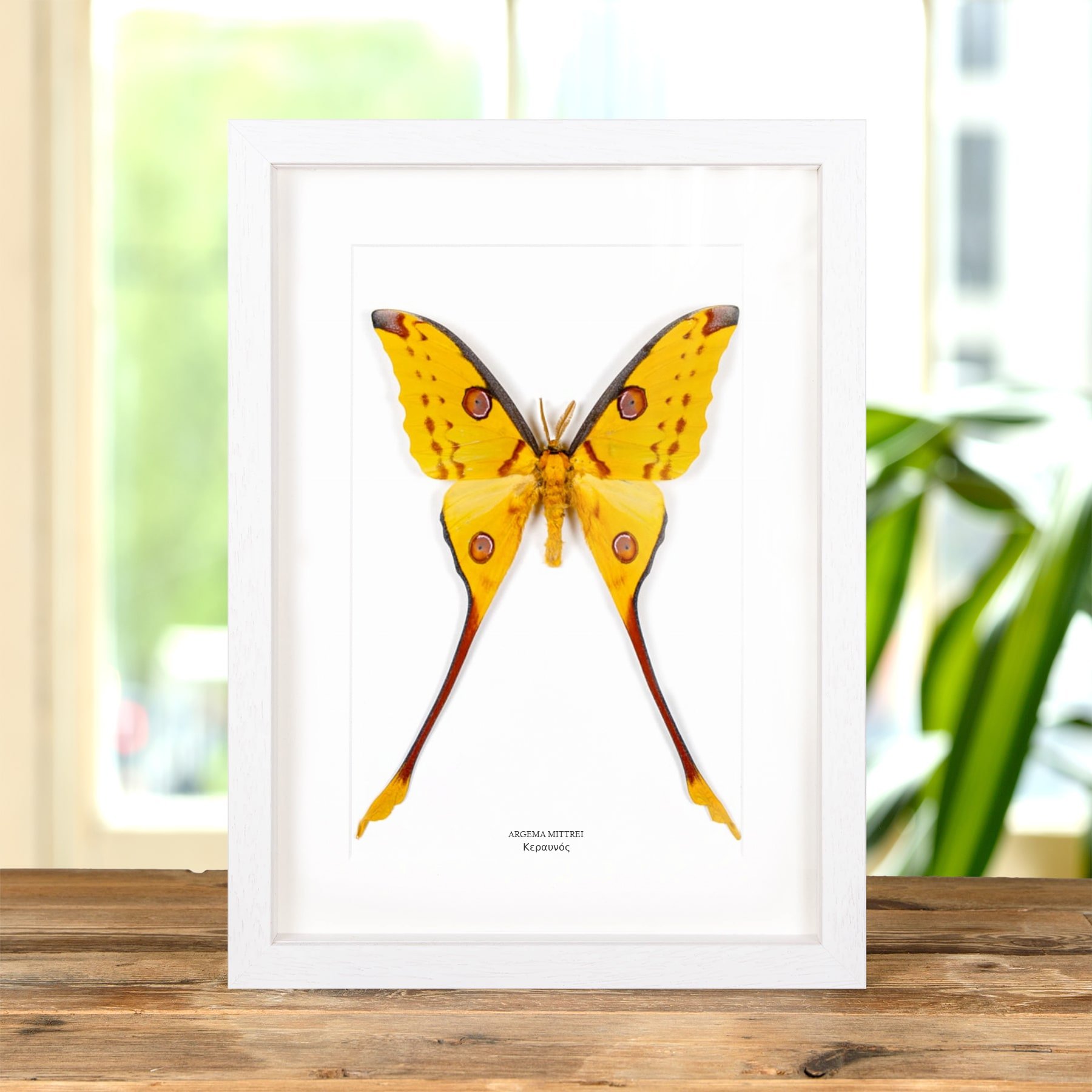 Minibeast Κεραυνός Σε Κορνίζα (Argema mittrei)