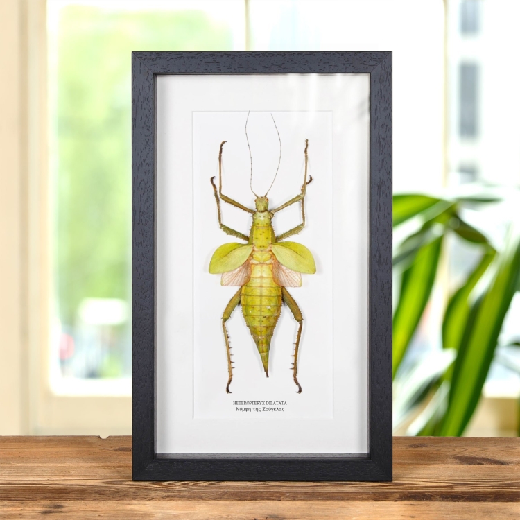 Νύμφη Της Ζούγκλας Σε Κορνίζα (Heteropteryx dilatata)