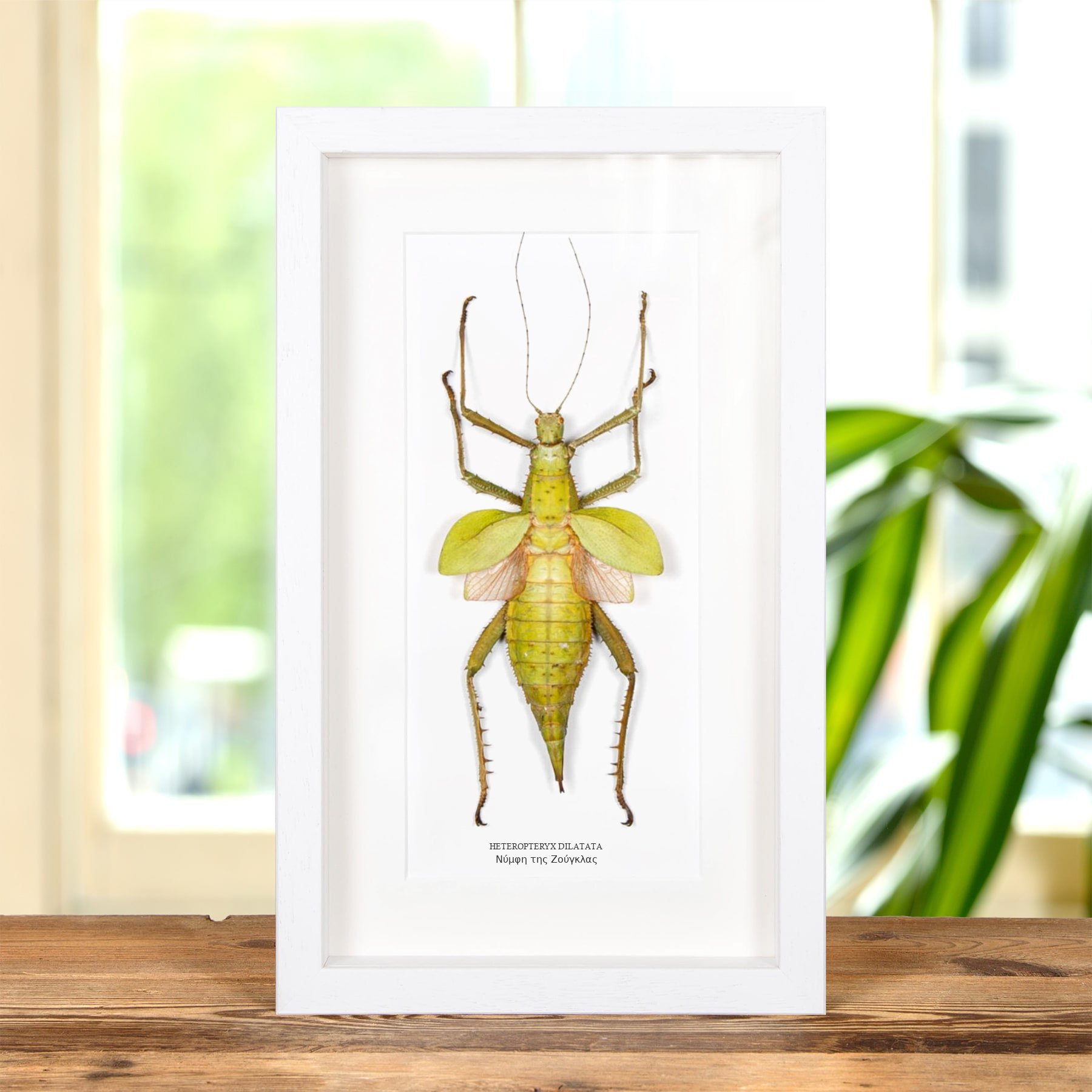 Minibeast Νύμφη Της Ζούγκλας Σε Κορνίζα (Heteropteryx dilatata)