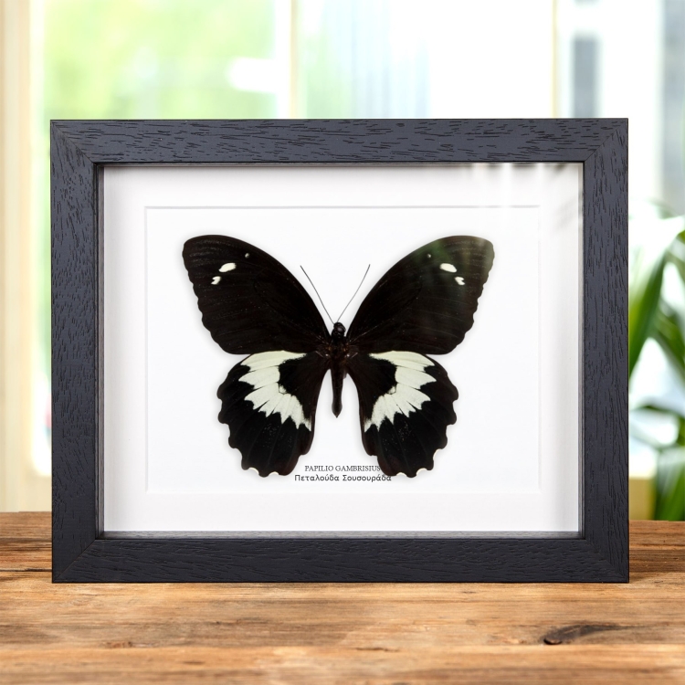 Πεταλούδα Swallowtail σε Κορνίζα (Papilio gambrisius)