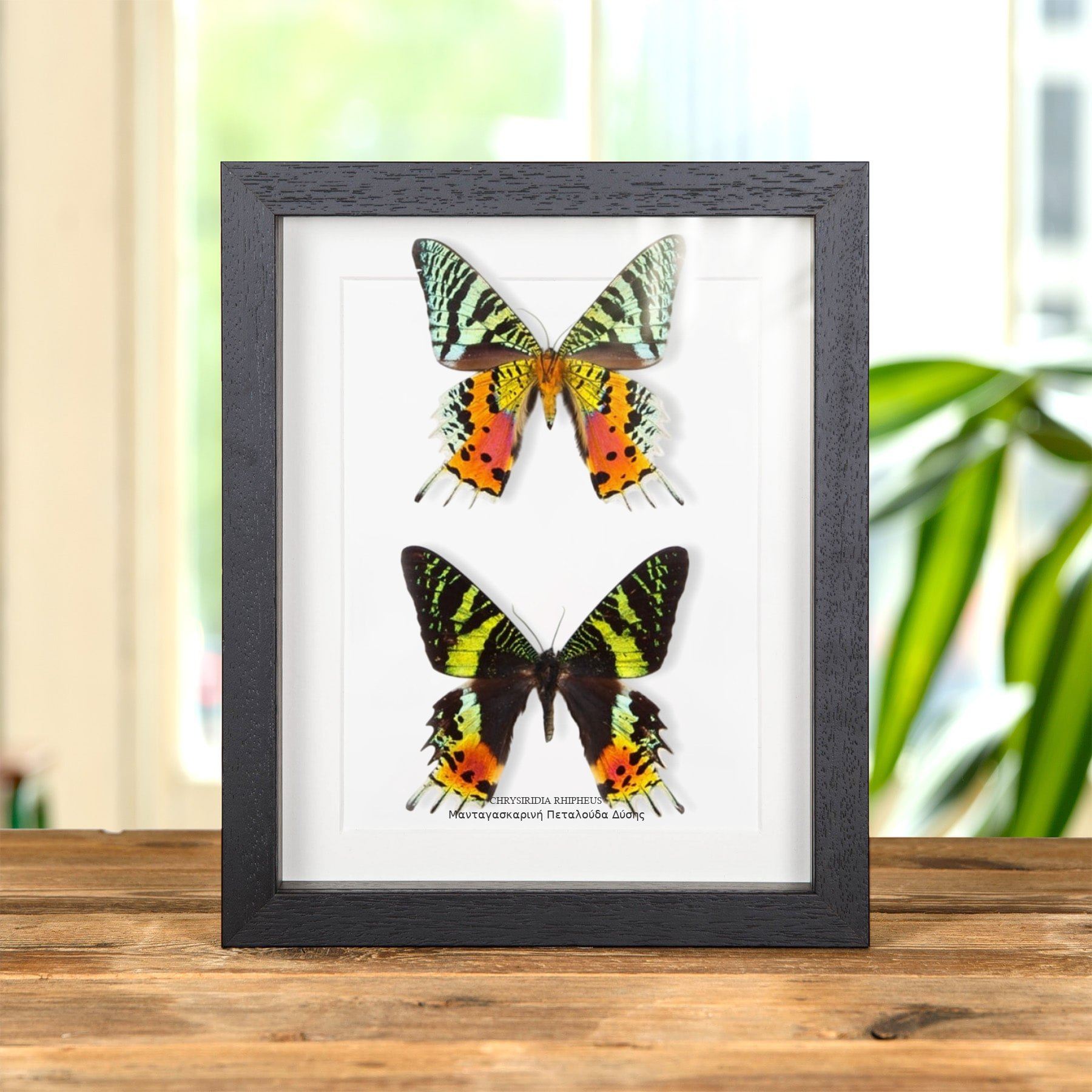 Minibeast Διπλή μαδαγασκαρινή νυχτοπεταλούδα του ηλιοβασιλέματος (Chrysiridia rhipheus)