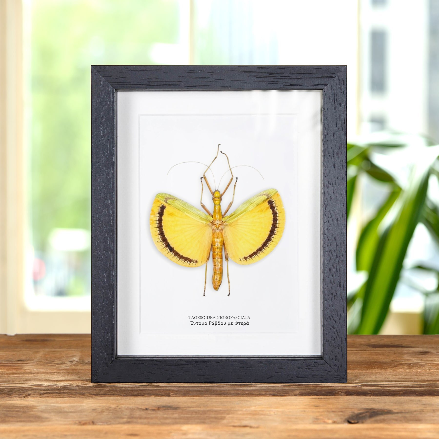 Minibeast Έντομο Ράβδου με Φτερά σε Κορνίζα (Tagesoidea nigrofasciata)