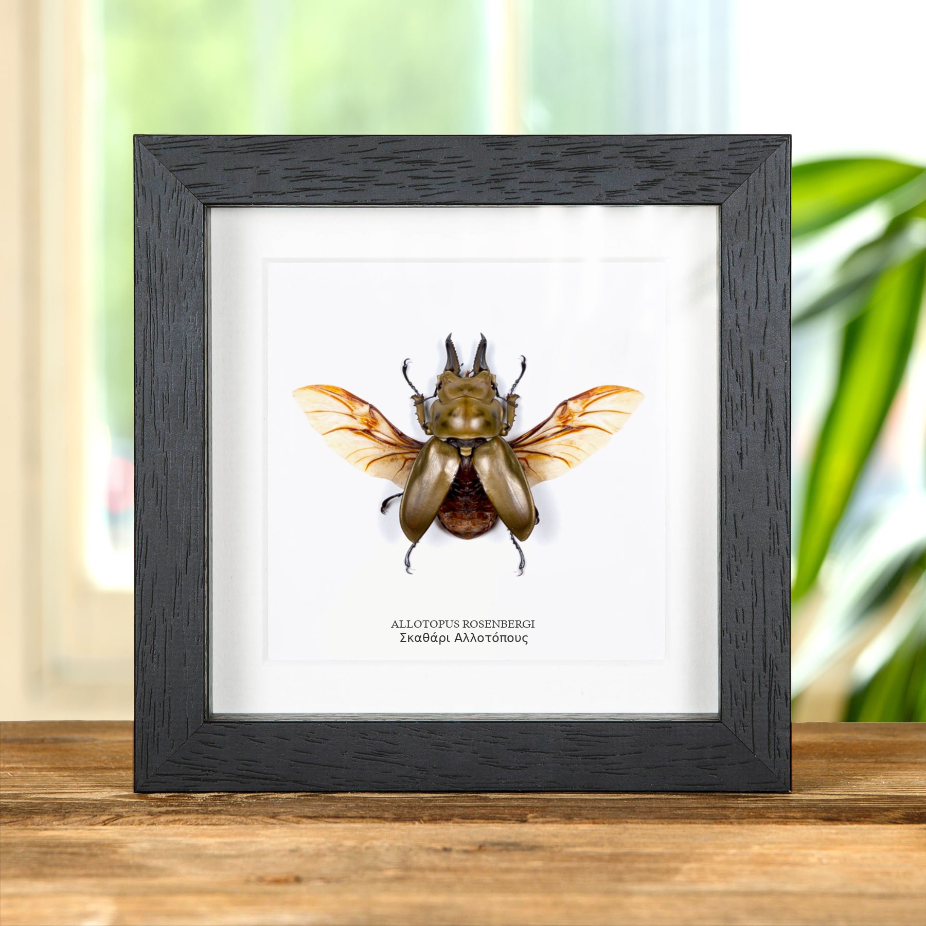 Minibeast Σκαθάρι Allotopus σε Κορνίζα (Allotopus rosenbergi)