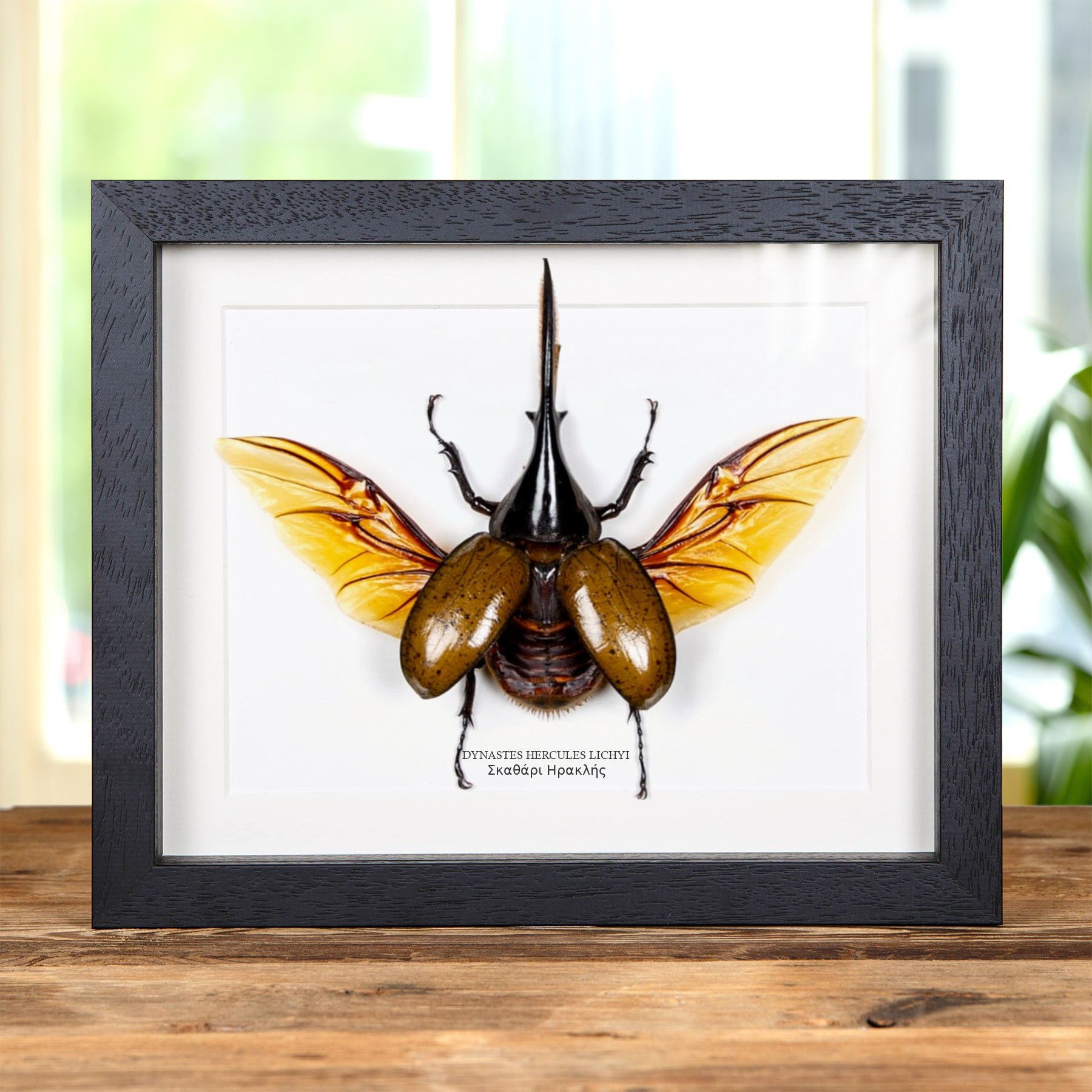 Minibeast Σκαθάρι Ηρακλής σε Κορνίζα (Dynastes hercules lichyi)