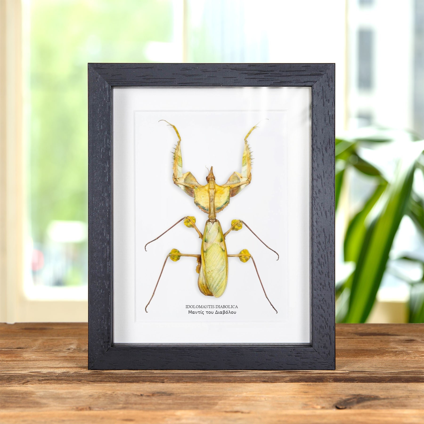 Minibeast Μάντις του Λουλουδιού του Διαβόλου σε κορνίζα (Idolomantis diabolica)