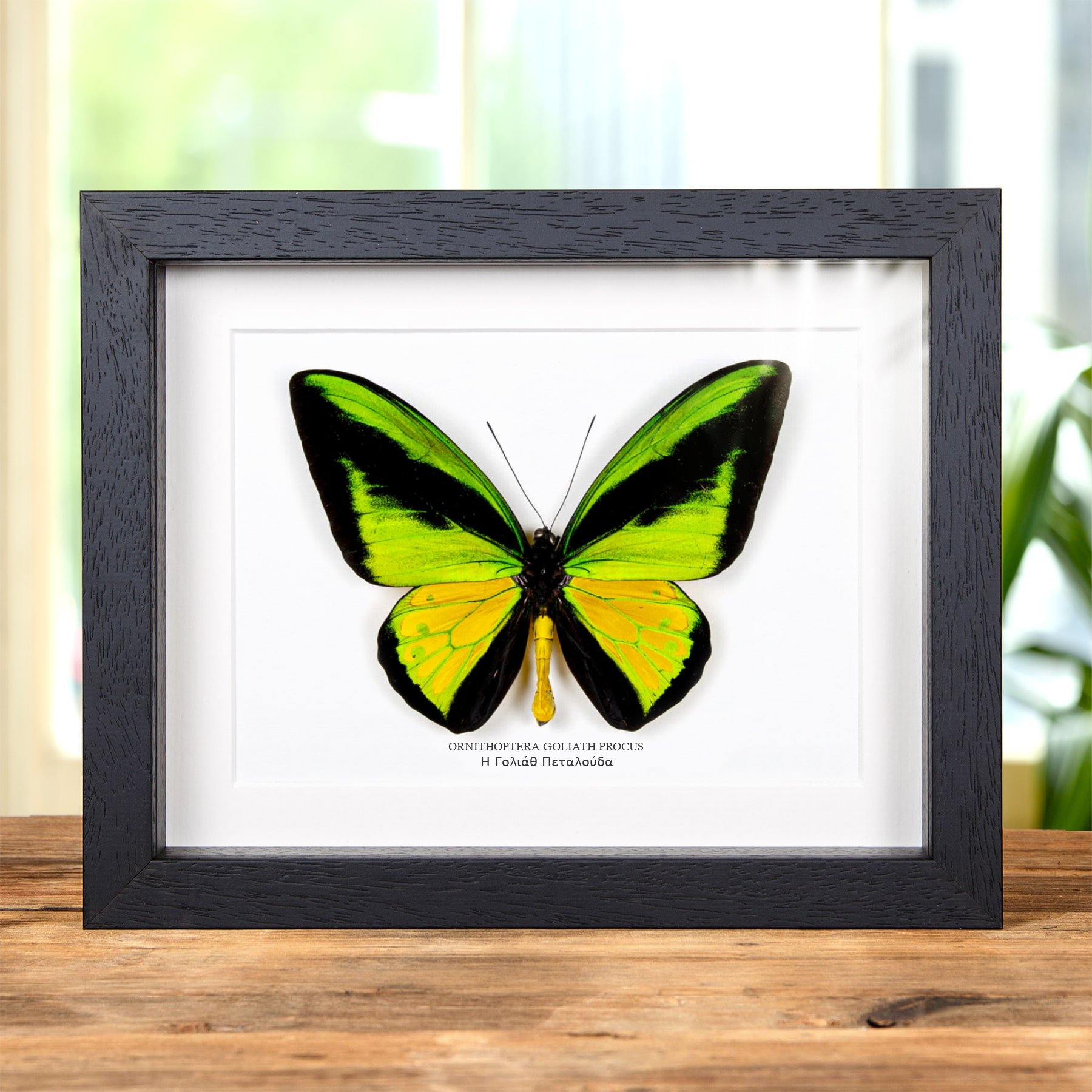 Minibeast Η Γολιάθ Πεταλούδα σε Κορνίζα (Ornithoptera goliath procus)