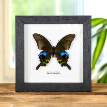 Η Μπλε Πεταλούδα Παγώνι σε κορνίζα (Papilio arcturus)