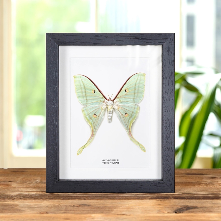 Θηλυκή Ινδική Μυγαλιά Σε Κορνίζα (Actias selene)