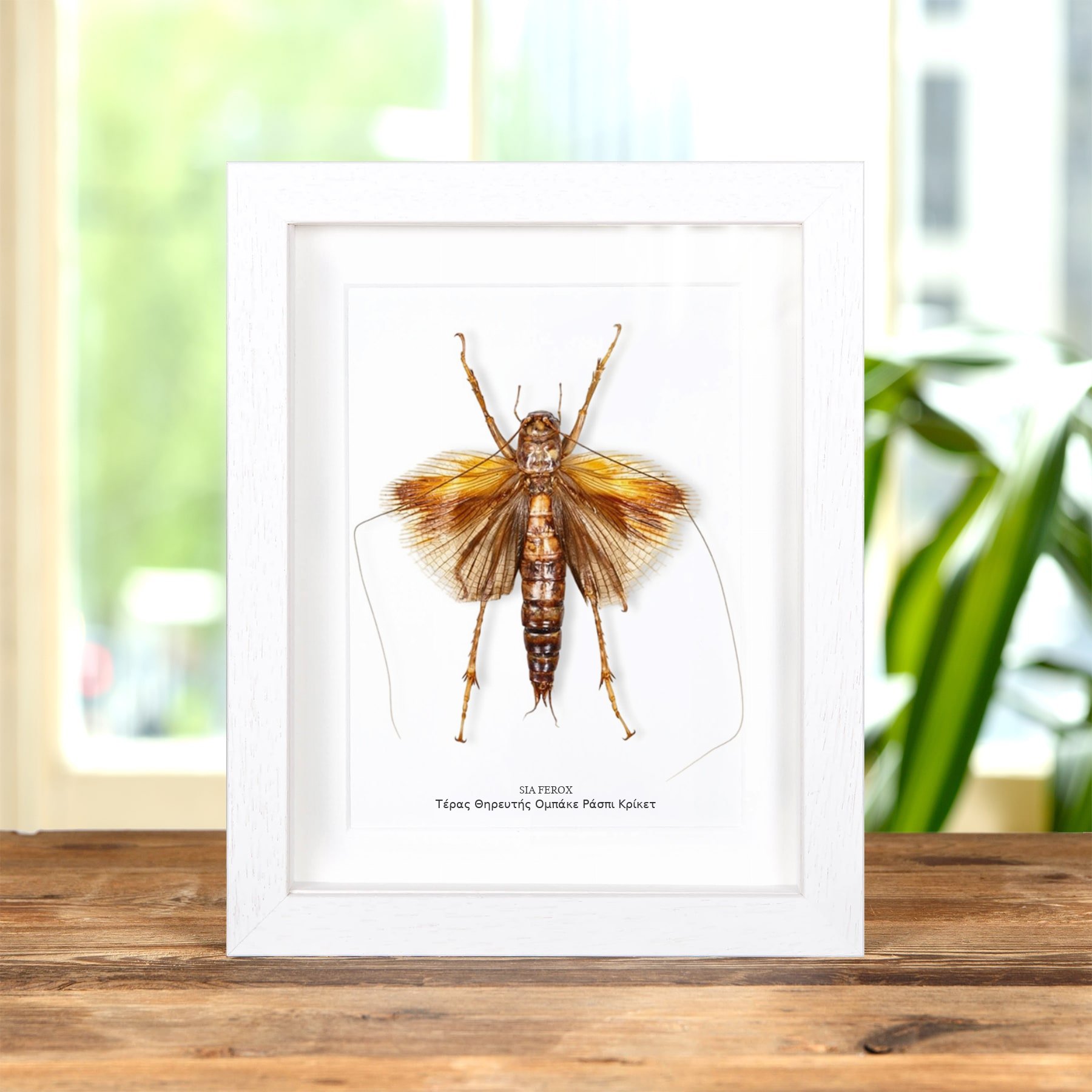 Minibeast Τέρας Θηρευτής Obake Raspy Cricket σε Κορνίζα (Sia ferox)