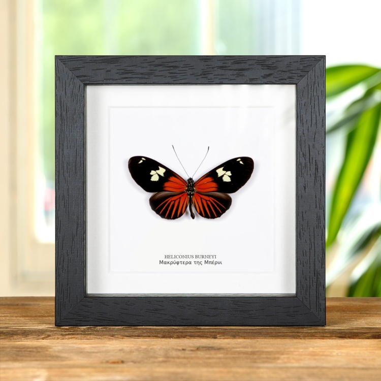 Η Πεταλούδα Burney'S Longwing σε Κορνίζα (Heliconius burneyi)