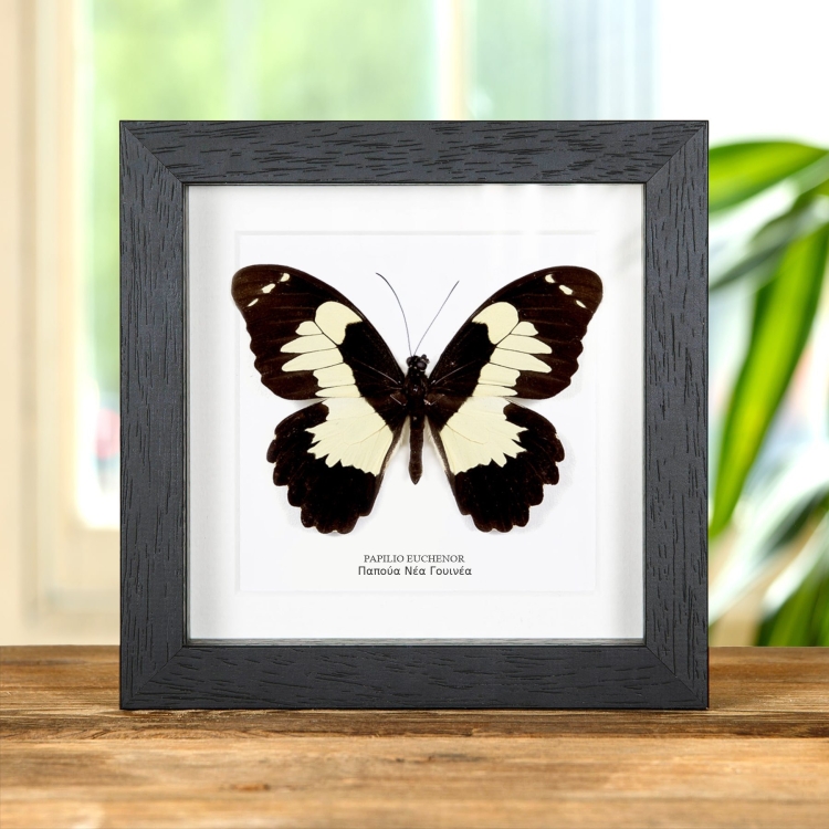 Papilio euchenor Πεταλούδα σε Κορνίζα από την Παπούα Νέα Γουινέα