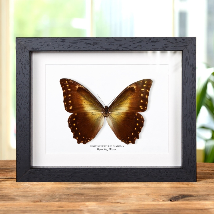 Hercules Morpho πεταλούδα σε Κορνίζα (Morpho hercules diadema)