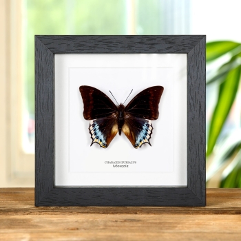 Charaxes eurialus Πεταλούδα σε Κορνίζα από την Ινδονησία