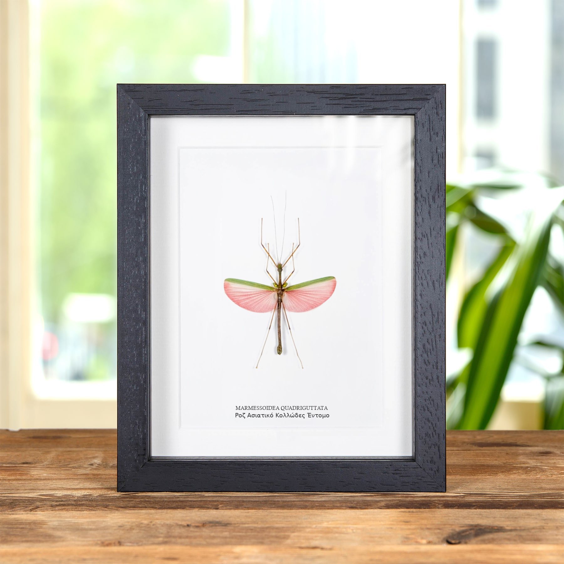 Minibeast Ροζ ασιατικό έντομο-κλαδί σε κορνίζα (Marmessoidea quadriguttata)