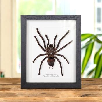 Ταϊλάνδη Μαύρη ταραντούλα σε Κορνίζα (Cyriopagopus minax)