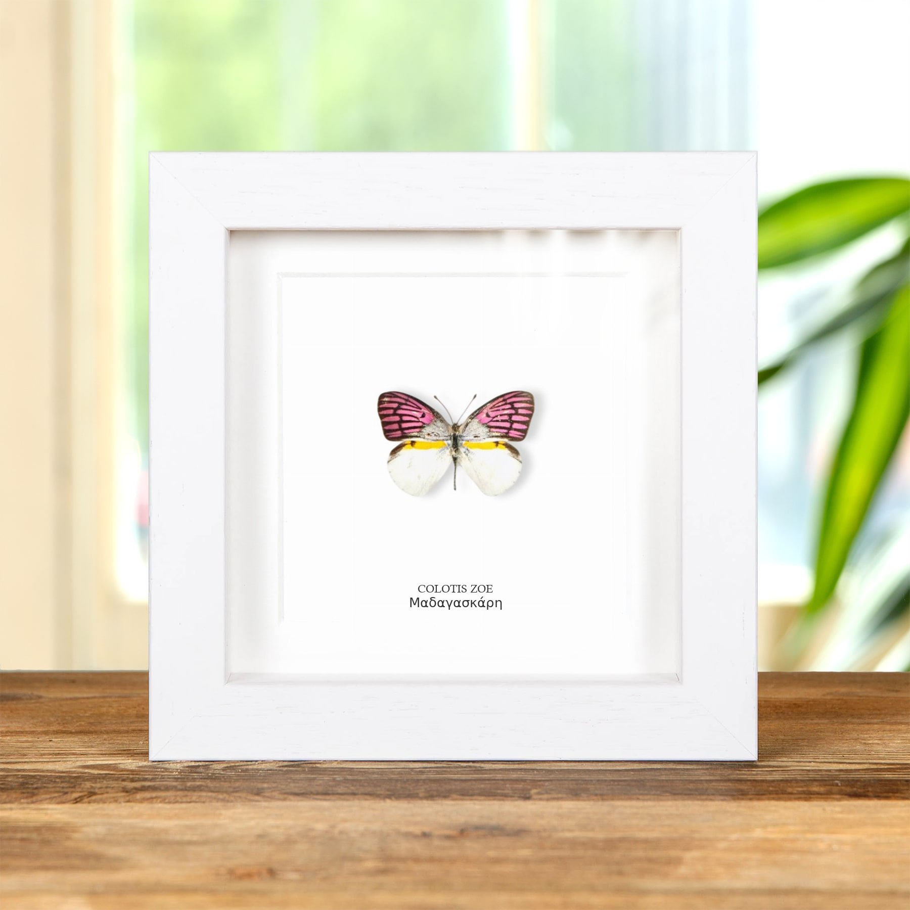 Minibeast Colotis zoe Πεταλούδα Σε Κορνίζα Από Τη Μαδαγασκάρη