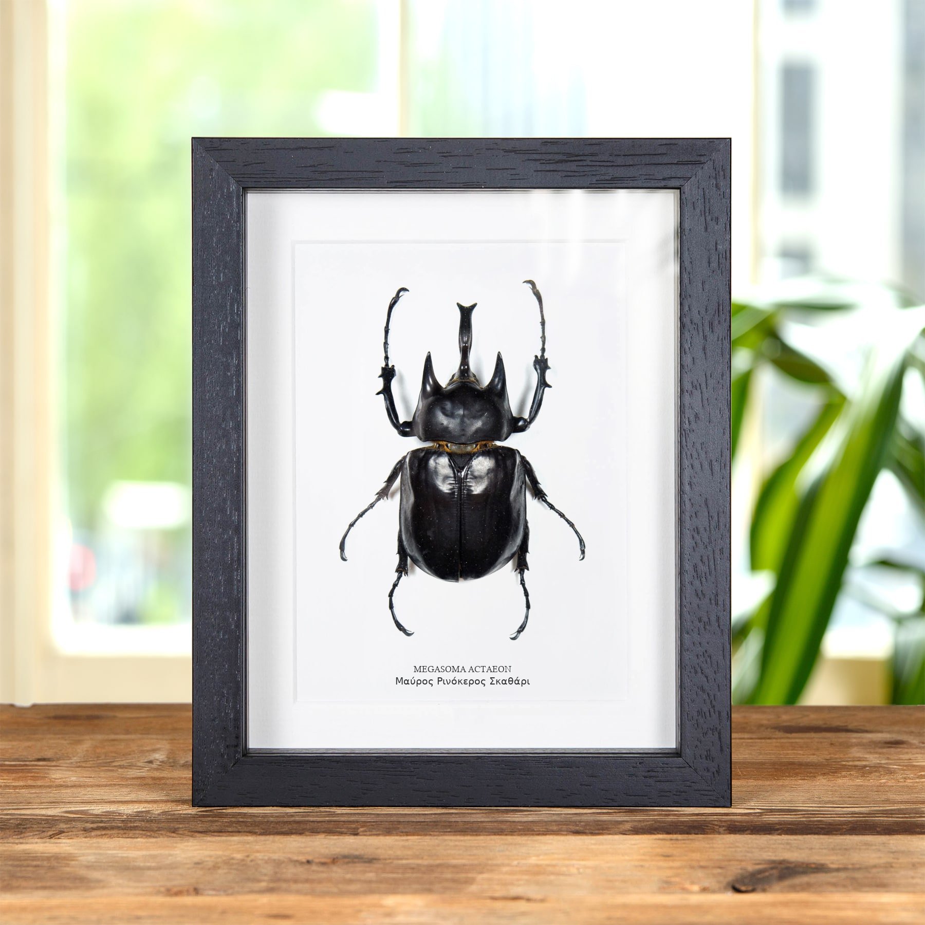 Minibeast Μαύρος Ρινόκερος Σκαθάρι σε Κορνίζα (Megasoma actaeon)