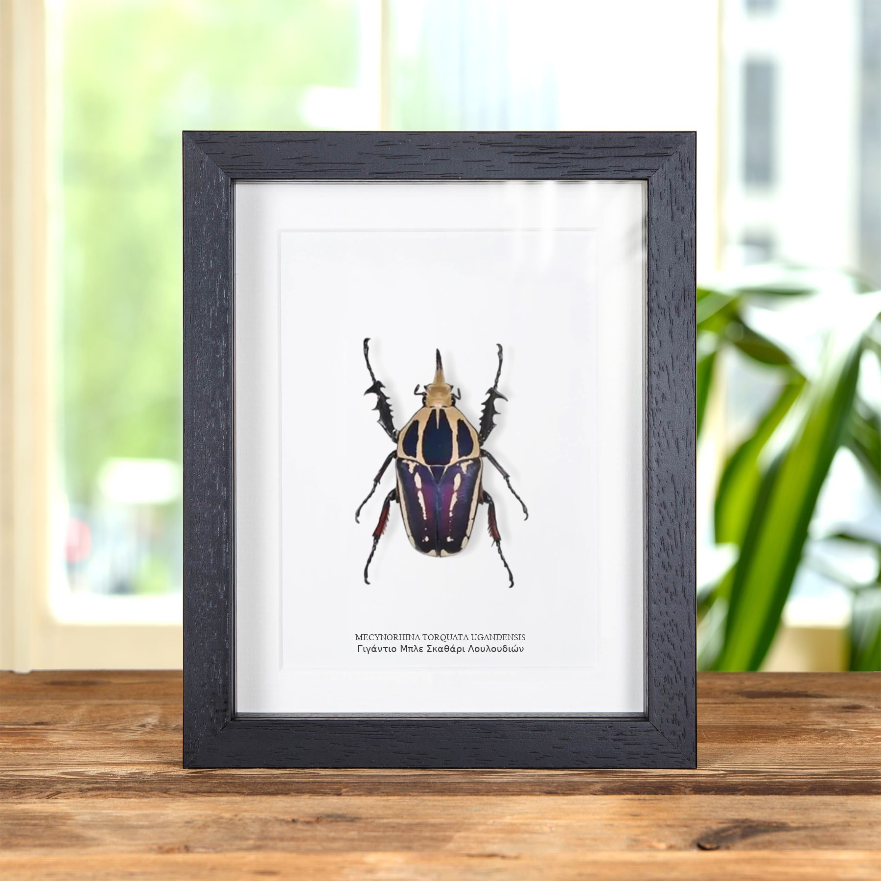 Minibeast Γιγάντιο Μπλε Σκαθάρι Λουλουδιών σε Κορνίζα (Mecynorhina torquata ugandensis)