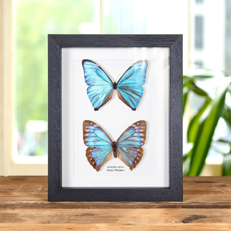 Aega Morpho Πεταλούδα Άρσενικοί & Θηλυκοί Ζευγάρι Σε Κορνίζα (Morpho aega)