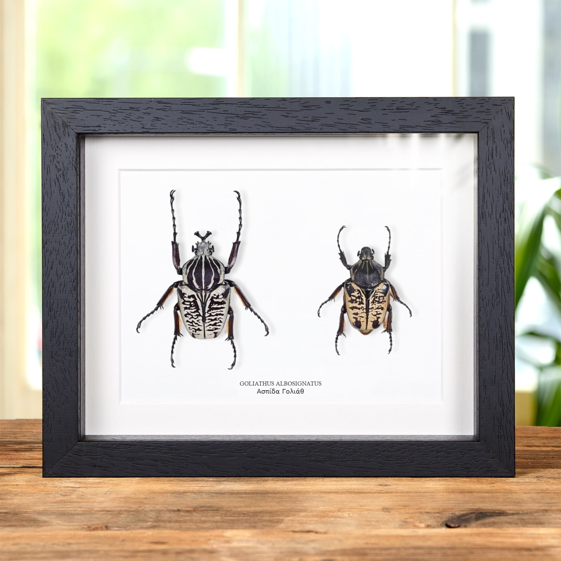 Minibeast Ζευγάρι αρσενικού και θηλυκού σκαθαριού Γολιάθ σε κορνίζα (Goliathus albosignatus)