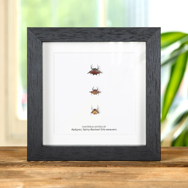 Αράχνες Spiny-Backed Orb-Weavers Σε Κορνίζα (Gasteracantha sp)