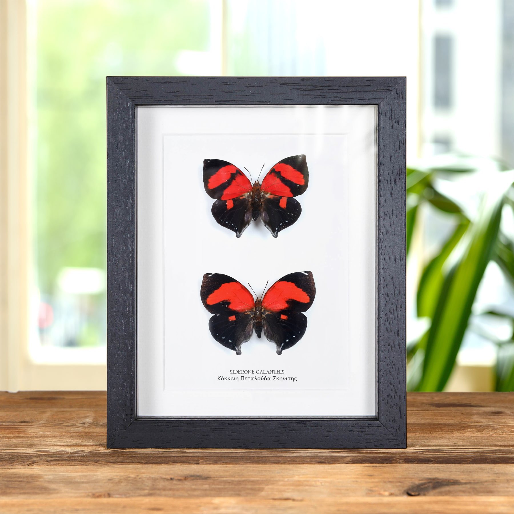 Minibeast Κόκκινη Πεταλούδα Leafwing Αρσενικό και Θηλυκό Ζευγάρι σε Κορνίζα (Siderone galanthis)