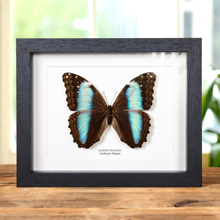 Θηλυκή Πεταλούδα Deidamia Morpho σε Κορνίζα (Morpho deidamia)