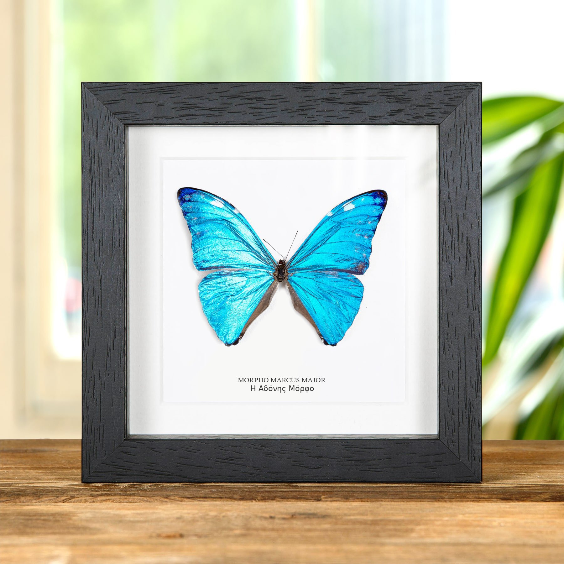 Minibeast Αδόνης Μόρφο Σκεπασμένο Μπλε Πεταλούδα (Morpho marcus major)