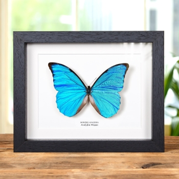 Anaxibia Morpho Πεταλούδα σε Κορνίζα (Morpho anaxibia)