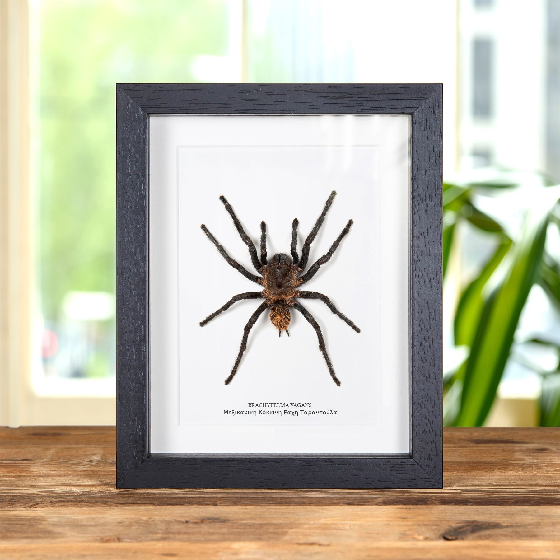 Minibeast Μεξικανική Κόκκινη Ράχη ταραντούλα σε Κορνίζα (Brachypelma vagans)