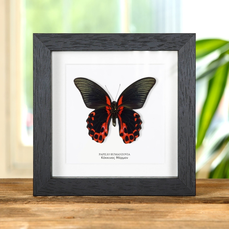 Αρσενικός Κόκκινος Μόρμον σε Κορνίζα (Papilio rumanzovia)