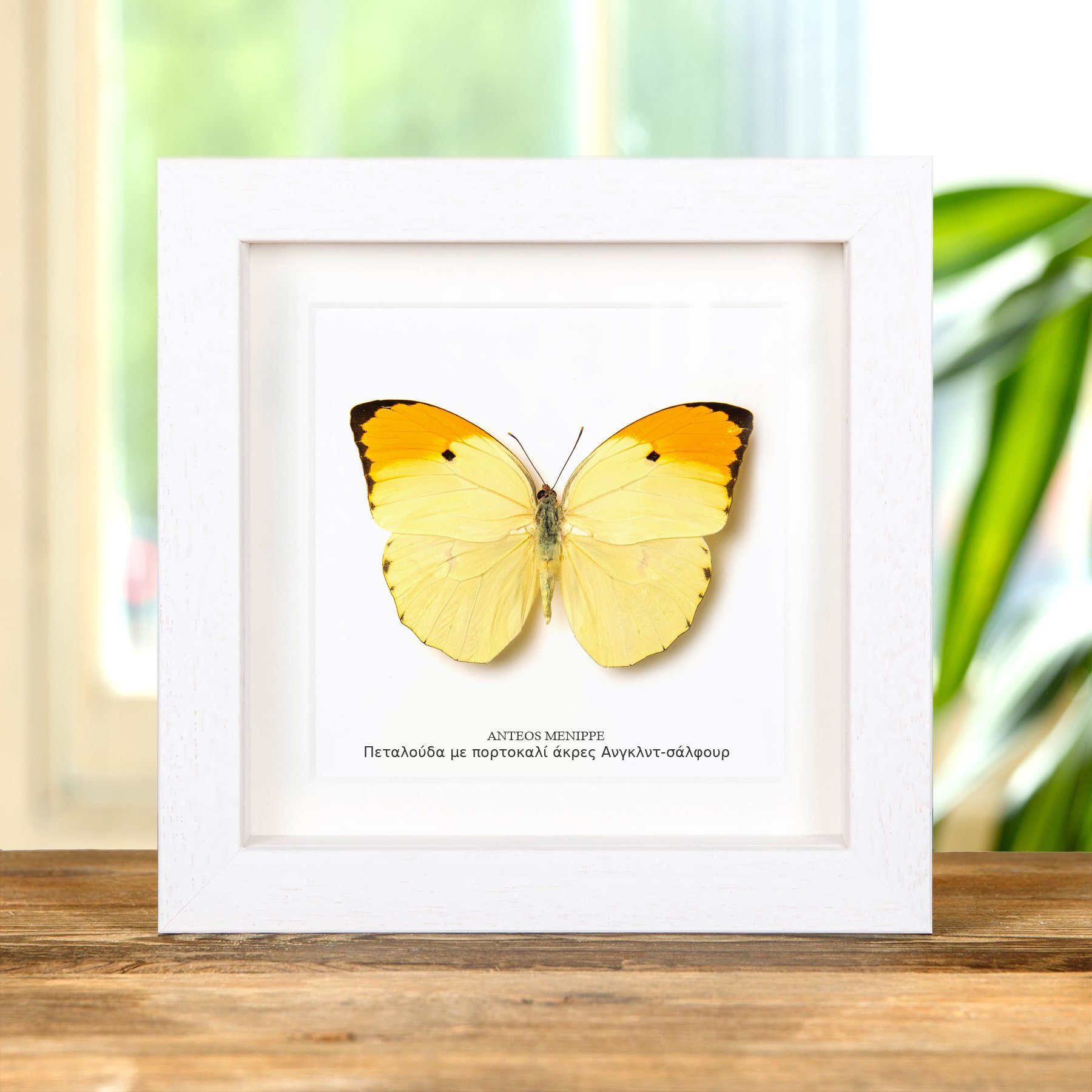 Minibeast Πεταλούδα με Πορτοκαλί Άκρες Angled-Sulphur σε Κορνίζα (Anteos menippe)