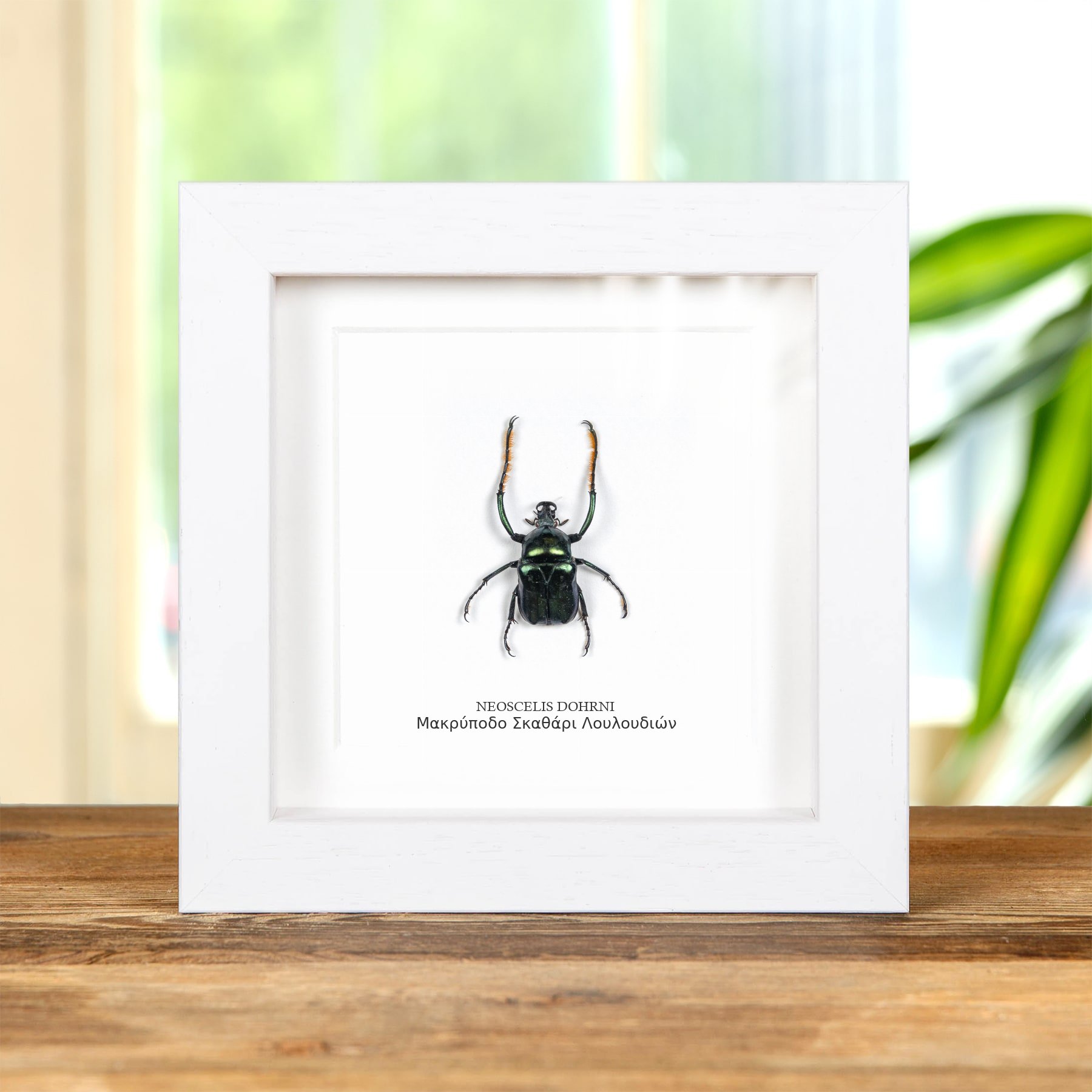 Minibeast Μακρύποδο Σκαθάρι Λουλουδιών Σε Κορνίζα (Neoscelis dohrni)