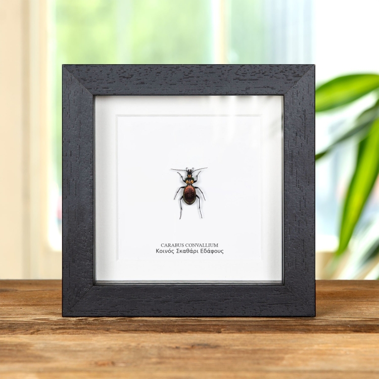 Κοινός Σκαθάρι Εδάφους Σε Κορνίζα (Carabus convallium)